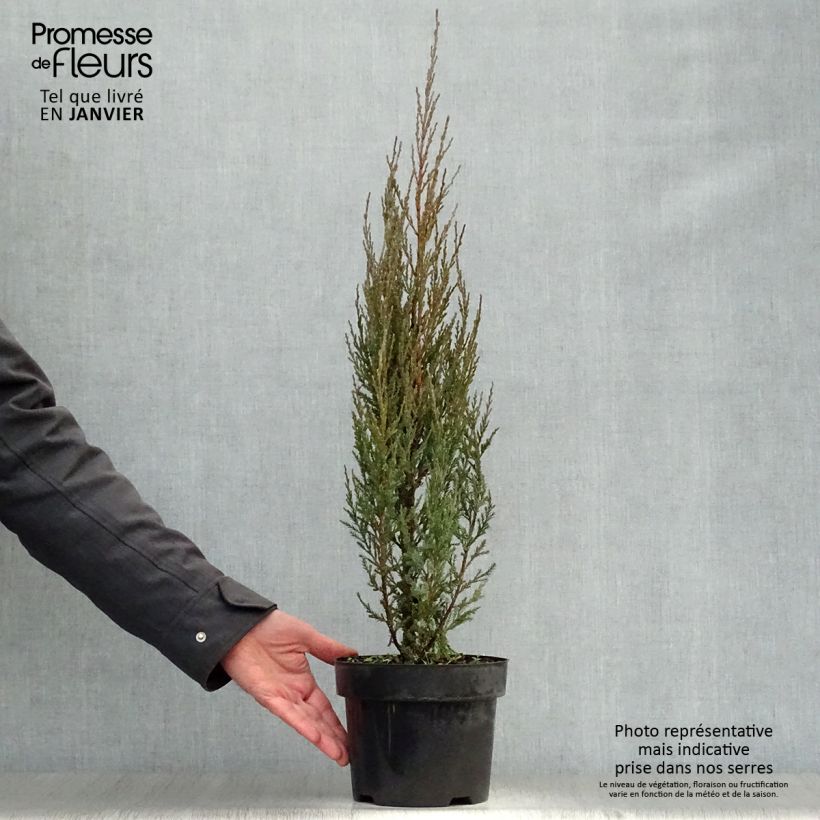 Spécimen de Genévrier de Virginie - Juniperus scopulorum Skyrocket Pot de 3L/4L tel que livré en hiver