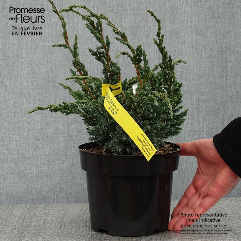 Spécimen de Genévrier écailleux - Juniperus squamata Meyeri Pot de 2L/3L tel que livré en hiver