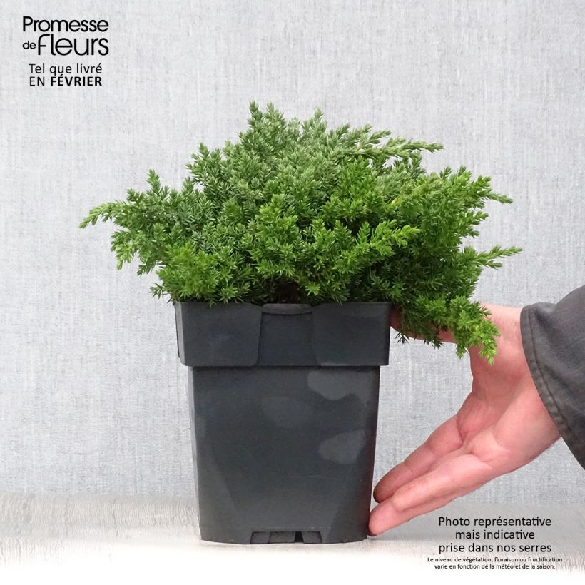 Spécimen de Genévrier rampant - Juniperus procumbens Nana Pot de 2L/3L tel que livré en hiver