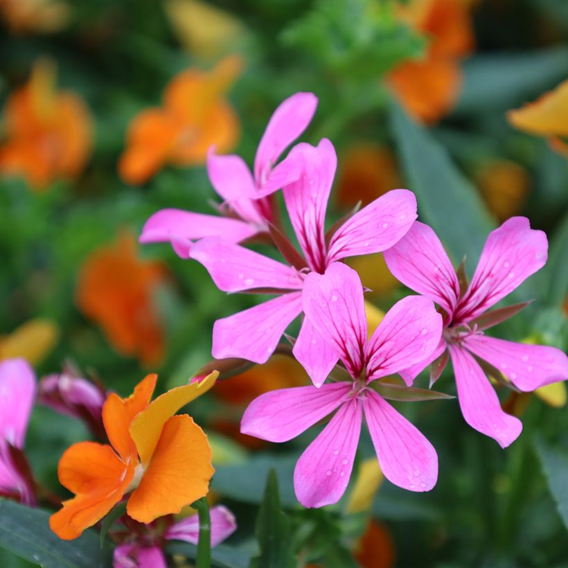 Géranium-lierre Roi des Balcons rose lilas (Floraison)