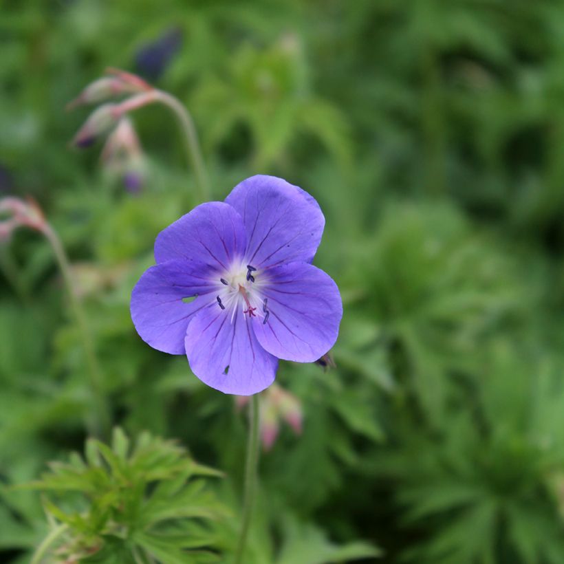 Géranium vivace Brookside - Géranium vivace hybride bleu  (Floraison)