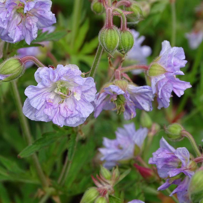 Géranium vivace pratense Cloud Nine - Géranium des près. (Floraison)