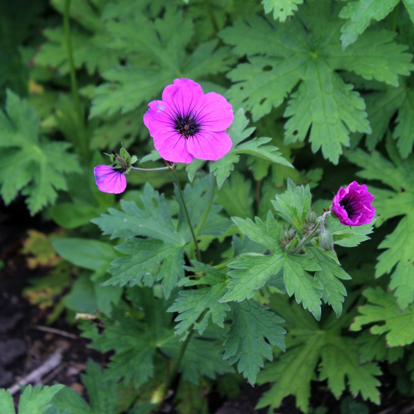 Géranium vivace psilostemon (Floraison)