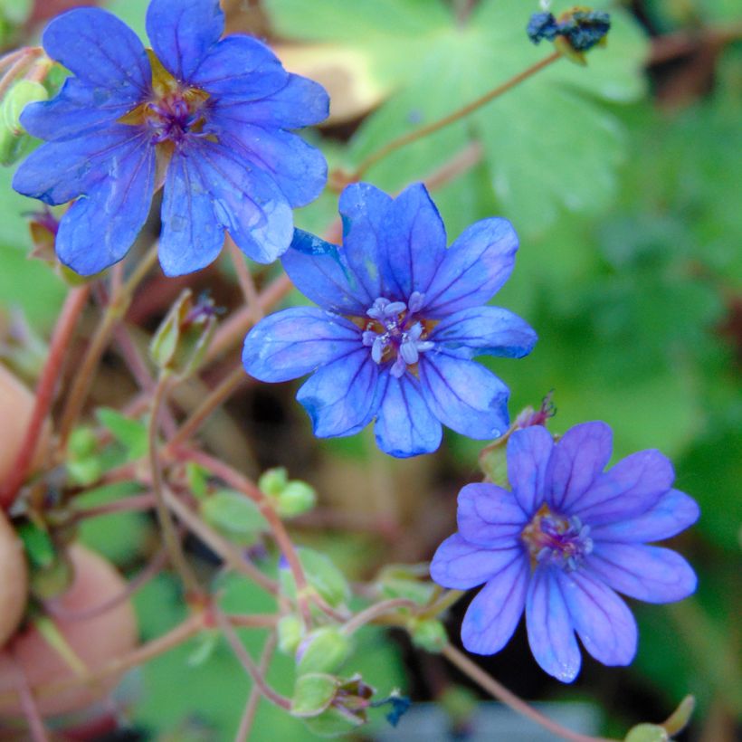 Géranium vivace pyrenaicum Bill Wallis (Floraison)