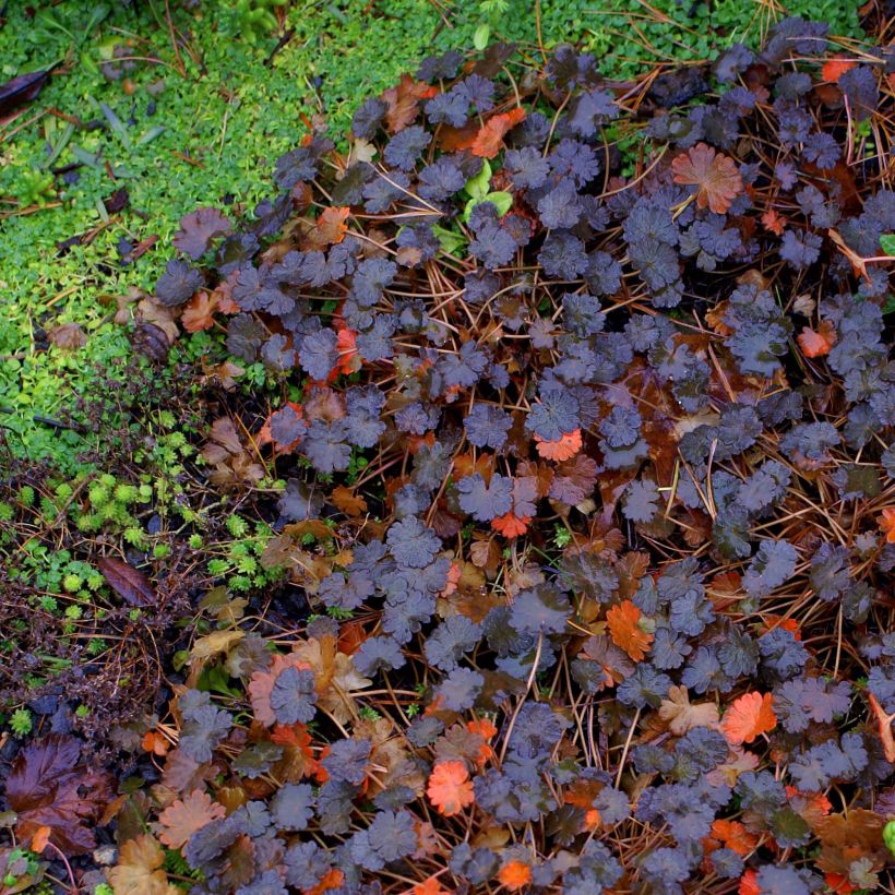 Geranium vivace sessiliflorum Nigricans (Feuillage)