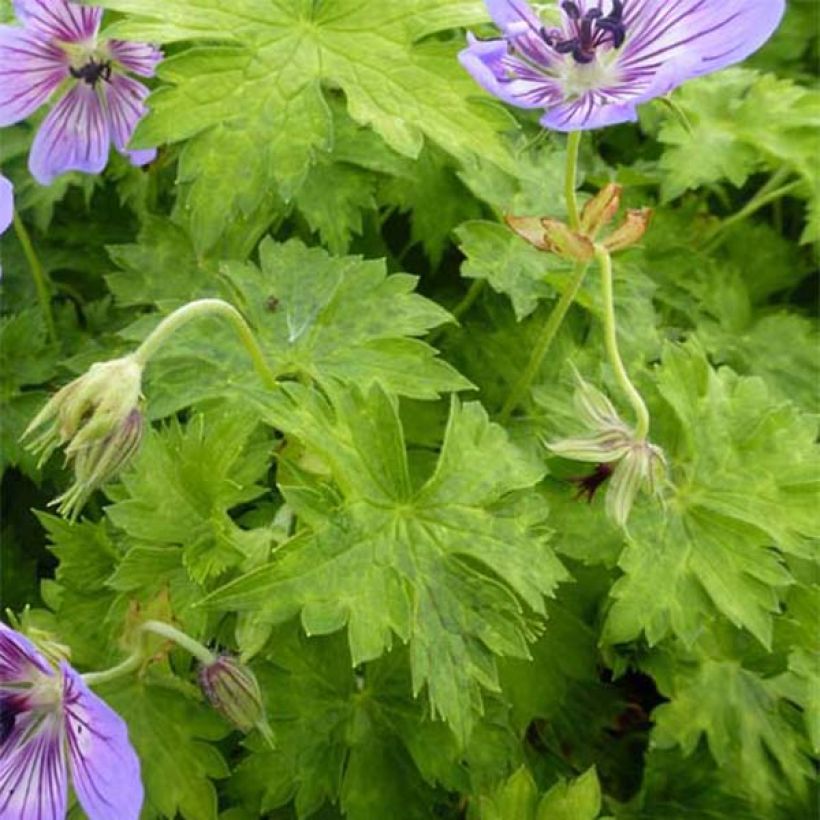 Geranium vivace wallichianum Havana Blues (Feuillage)