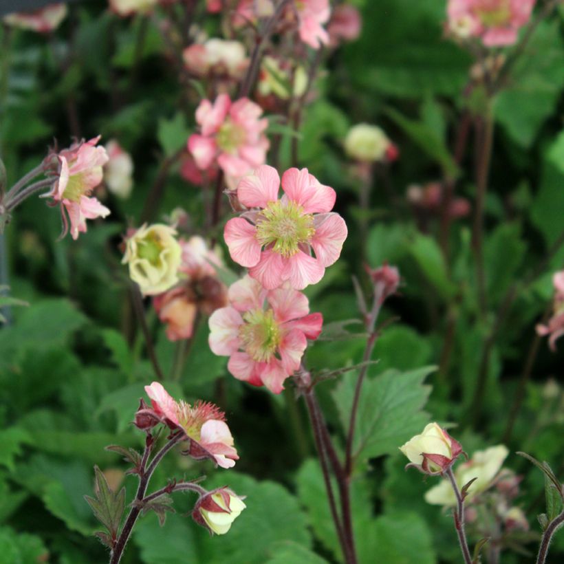 Geum Tempo Rose - Benoîte (Floraison)