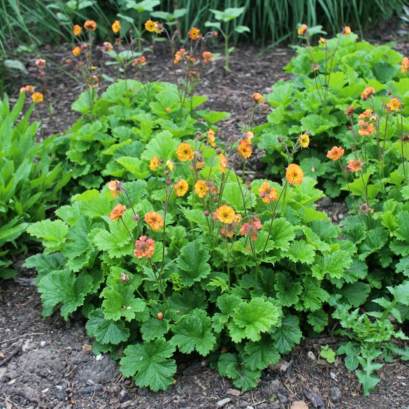 Geum Totally Tangerine - Benoîte orange vif (Port)