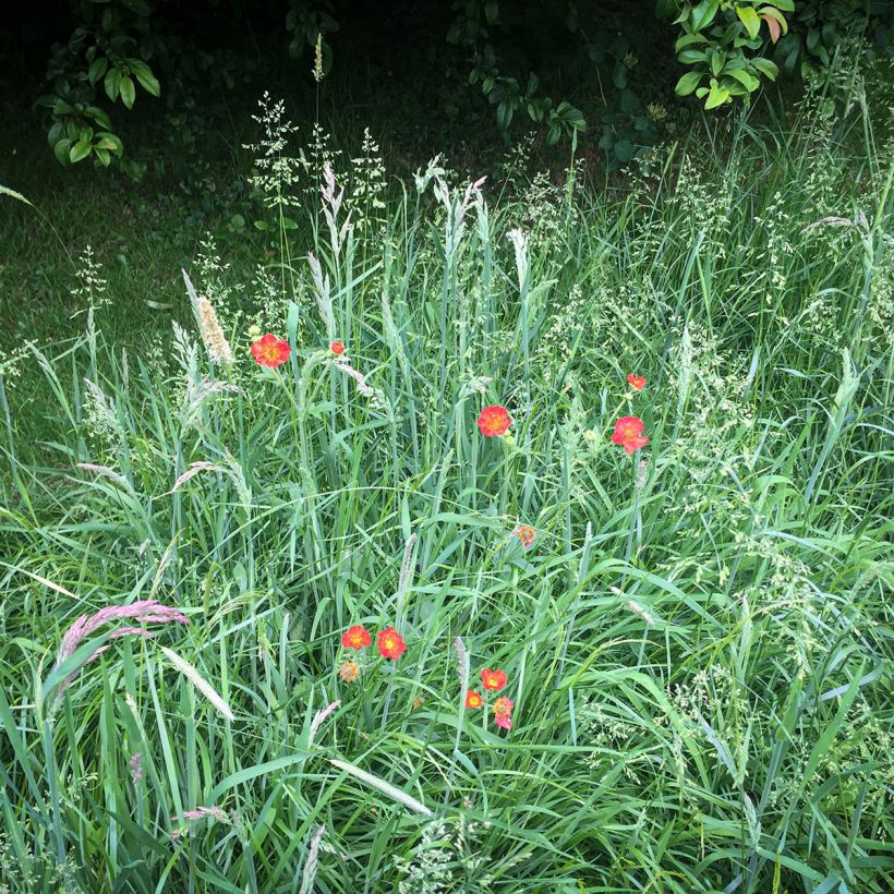 Geum chiloense Mrs Bradshaw - Benoîte rouge écarlate (Port)