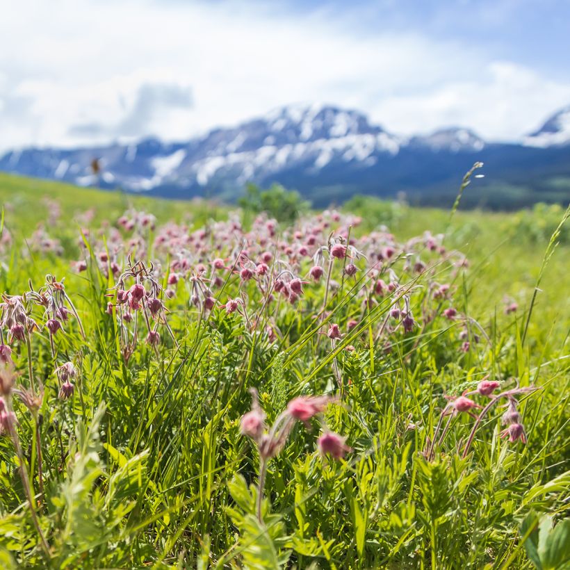 Geum triflorum - Benoîte rose rougeâtre (Port)