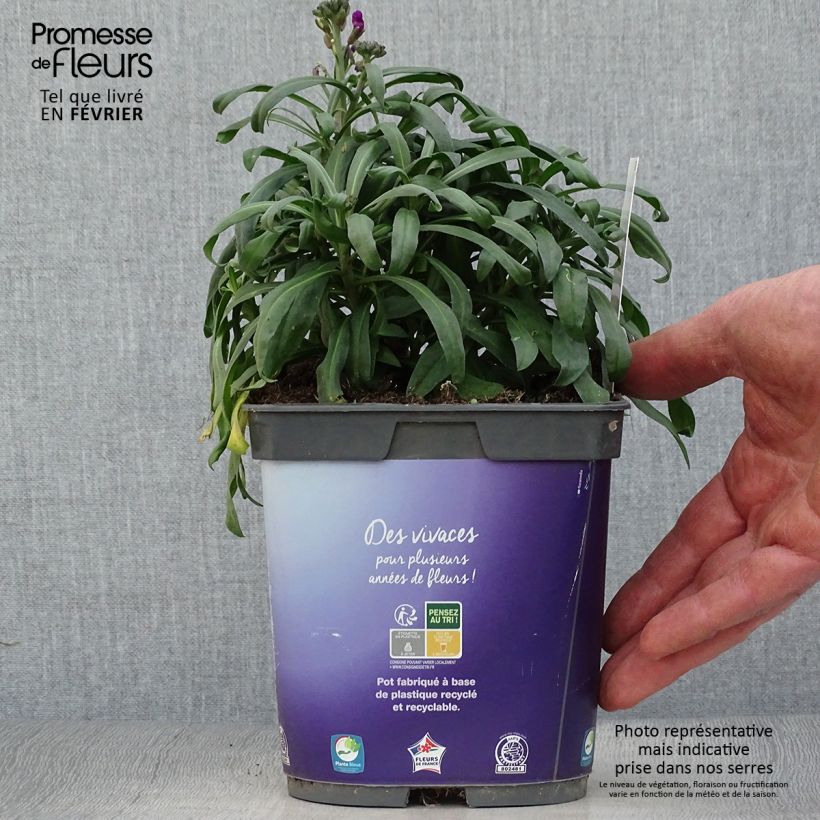 Spécimen de Giroflée arbustive - Erysimum Bowles Mauve en pot de 2/3 litres tel que livré en hiver