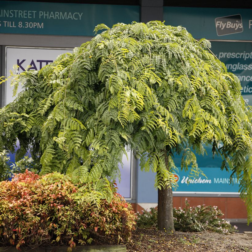 Gleditsia triacanthos Emerald Cascade - Févier d'Amérique (Port)