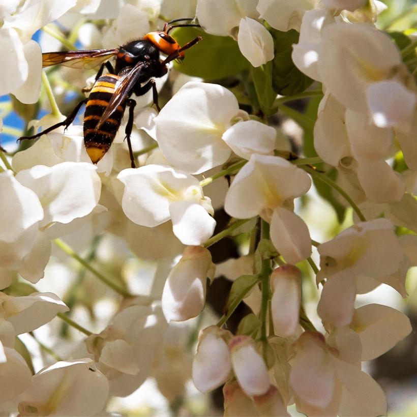 Glycine - Wisteria macrostachya Clara Mack (Floraison)