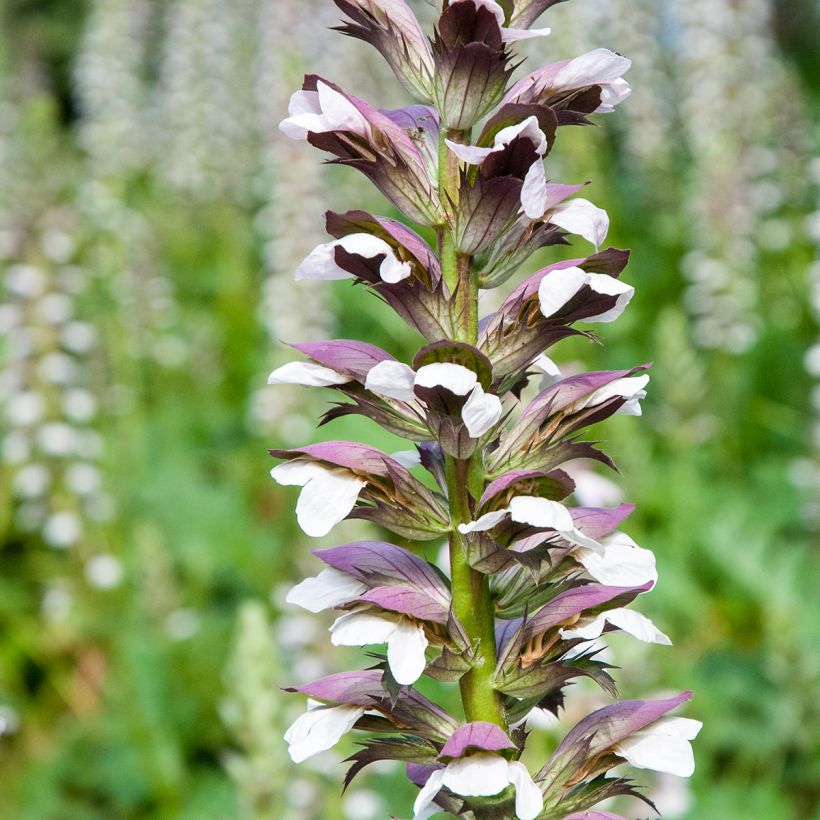 Graines d'Acanthe à feuilles molles - Acanthus mollis (Floraison)