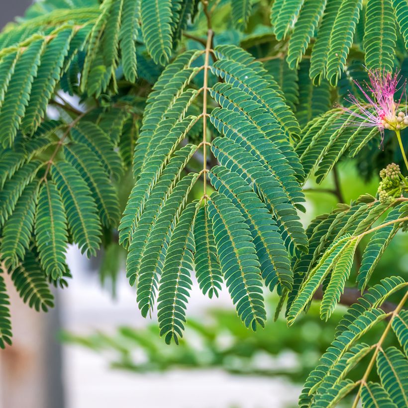 Graines d'Albizia julibrissin - Arbre à soie (Feuillage)