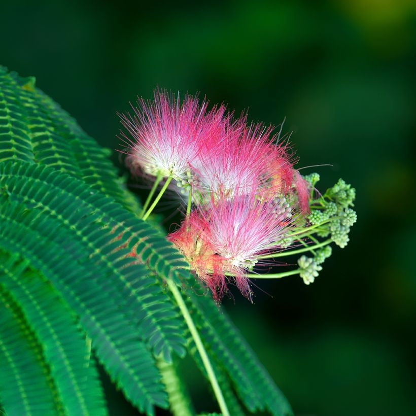 Graines d'Albizia julibrissin - Arbre à soie (Floraison)