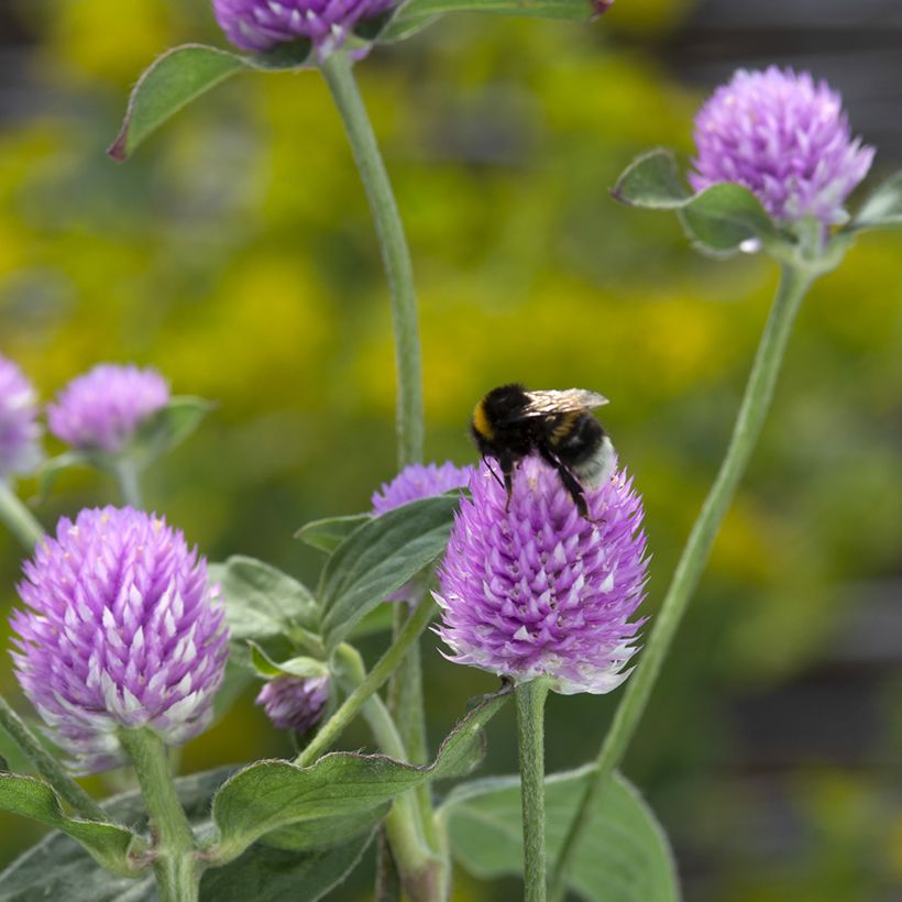 Graines d'Amarantine globuleuse Lavender Lady - Gomphrena globosa (Floraison)