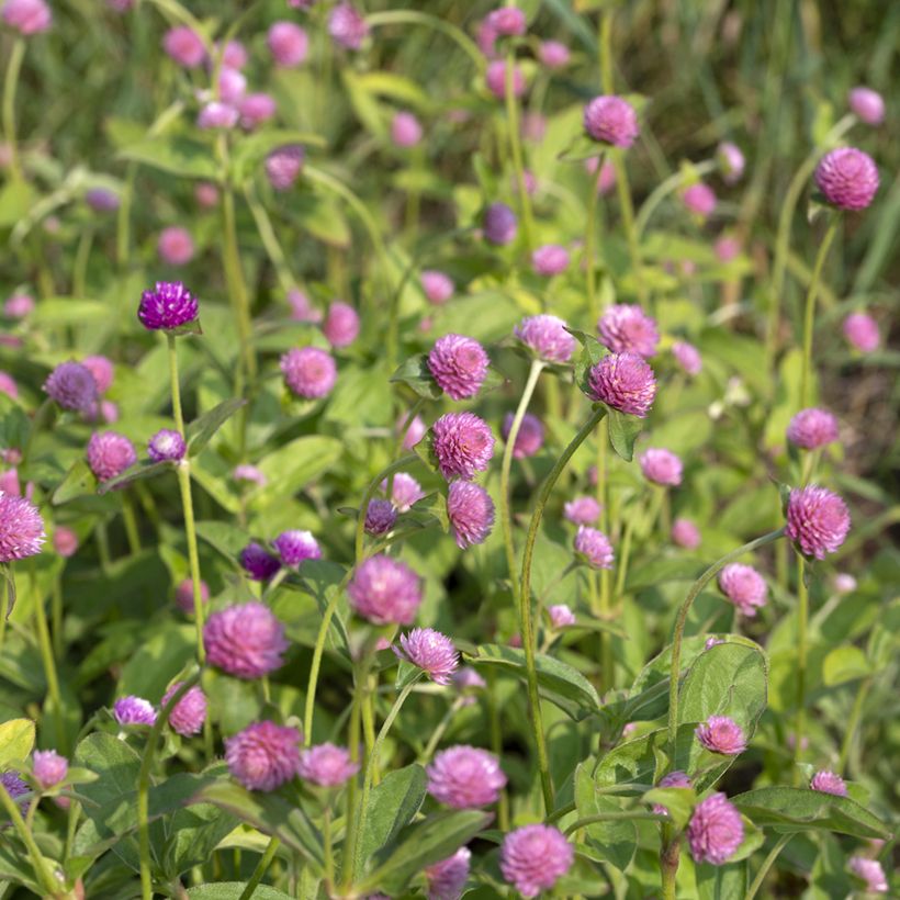 Graines d'Amarantine globuleuse Salmon Pastel - Gomphrena globosa (Floraison)