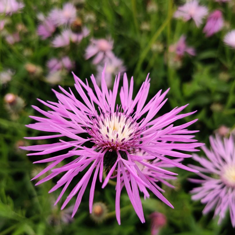 Graines d'Amberboa muricata - Etoile du désert (Floraison)