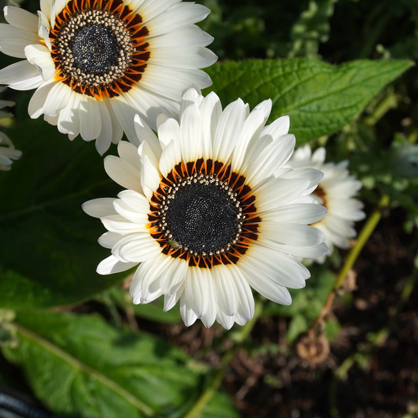 Graines d'Arctotis Black and WHite - Venidium fastuosum (Floraison)