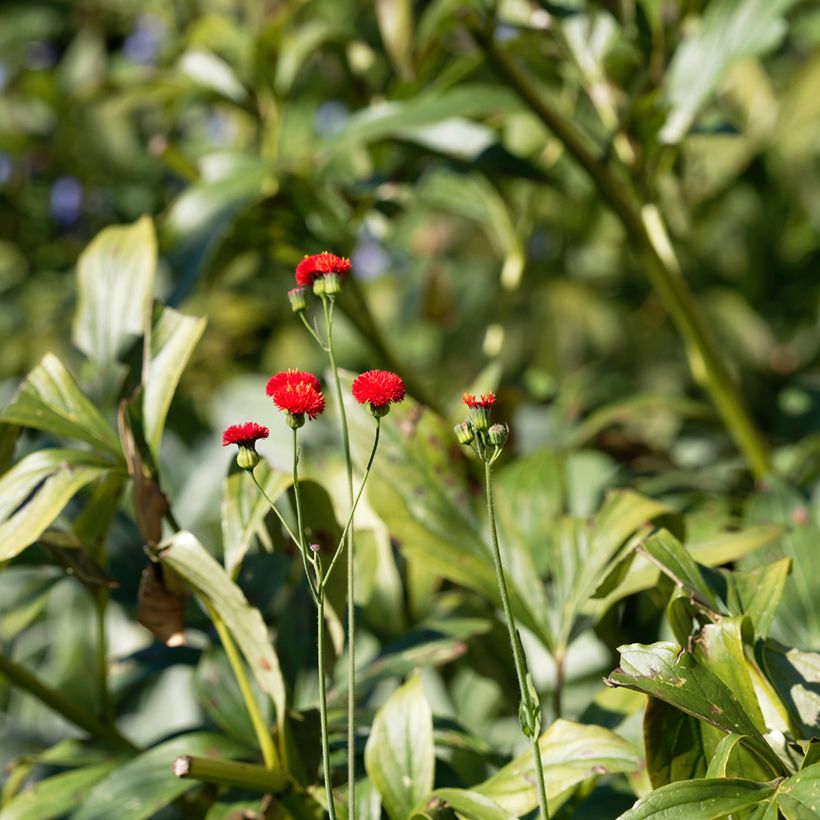 Graines d'Emilia coccinea Scarlet Magic (Feuillage)