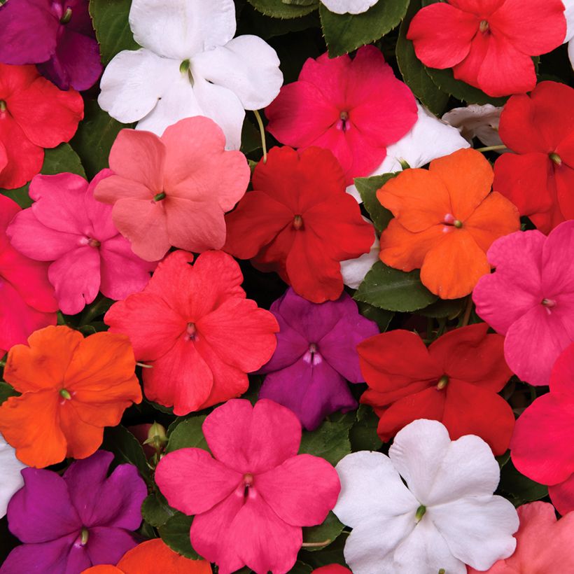 Graines d'Impatiens walleriana Beacon Mix (Floraison)