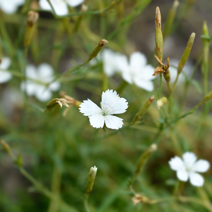 Graines d'Oeillet à delta Albus - Dianthus deltoides (Floraison)