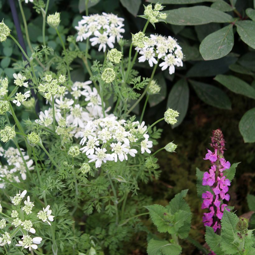 Graines d'Orlaya grandiflora (Port)