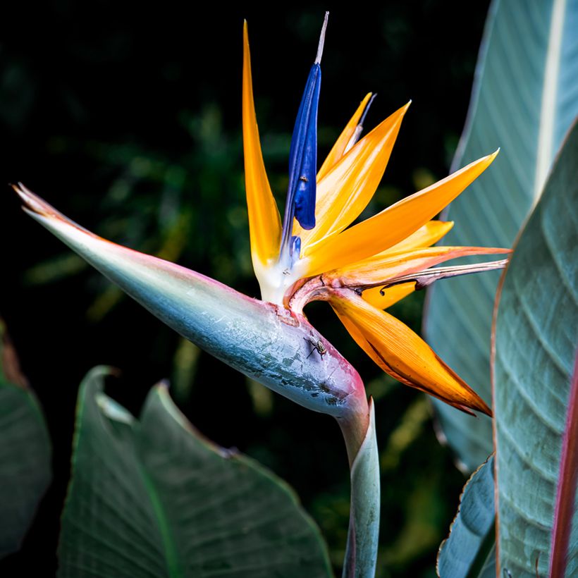 Graines d’Oiseau de Paradis jaune - Strelitzia reginae Mandela’s Gold (Floraison)