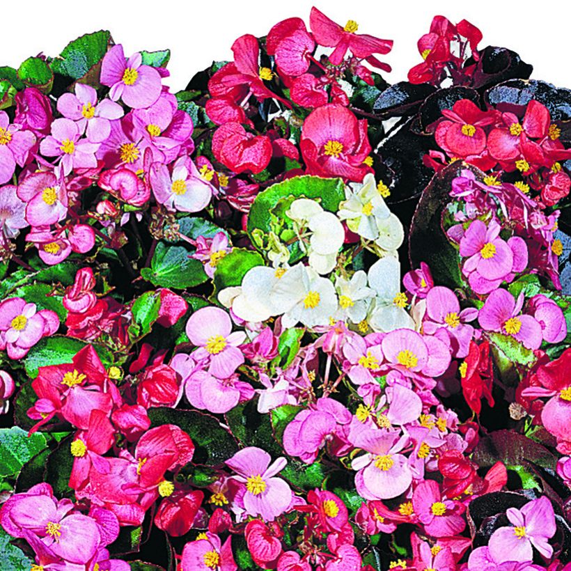 Graines de Bégonia semperflorens nain Organdy Mix (enrobées) (Floraison)