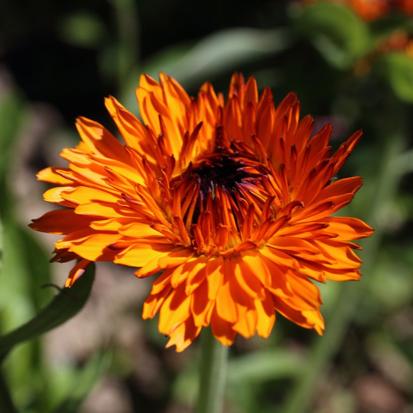 Graines de Calendula officinalis Néon - Souci des Jardins (Floraison)