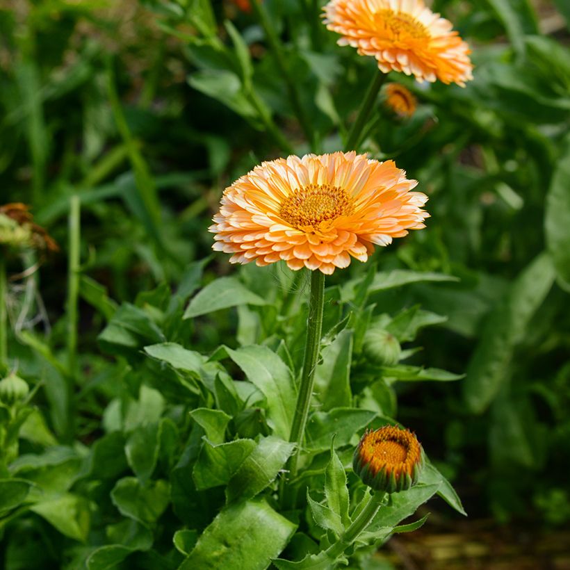 Graines de Calendula officinalis Pink Surprise - Souci des Jardins (Floraison)