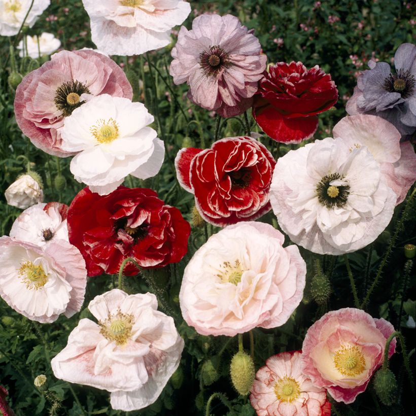 Graines de Coquelicot double Dawn Chorus Mix (Floraison)