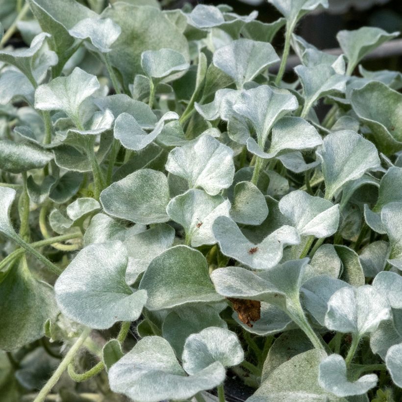 Graines de Dichondra argentée - Dichondra argentea Silver Falls  (Feuillage)