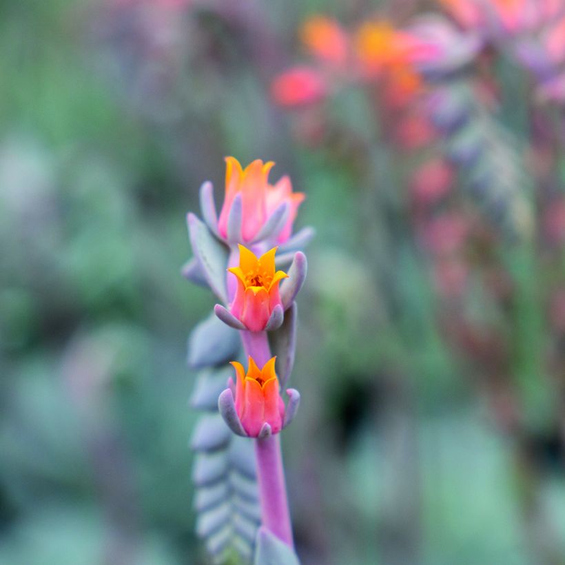 Graines de Echeveria peacockii Urban Orange (enrobées) (Floraison)