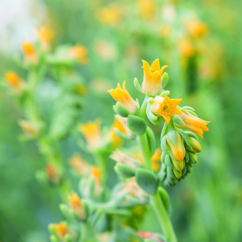 Graines de Echeveria peacockii Urban Yellow (enrobées) (Floraison)