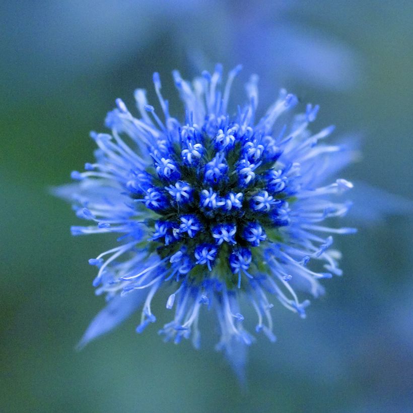 Graines d'Eryngium planum Blue Glitter - Panicaut (Floraison)