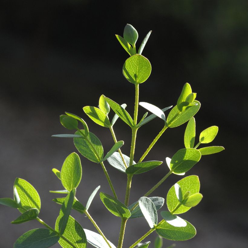 Graines d'Eucalyptus parvifolia Boxwood - Eucalyptus parvula (Feuillage)