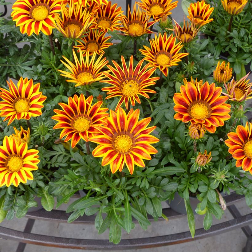 Graines de Gazania Zany F1 Orange Flame (Floraison)