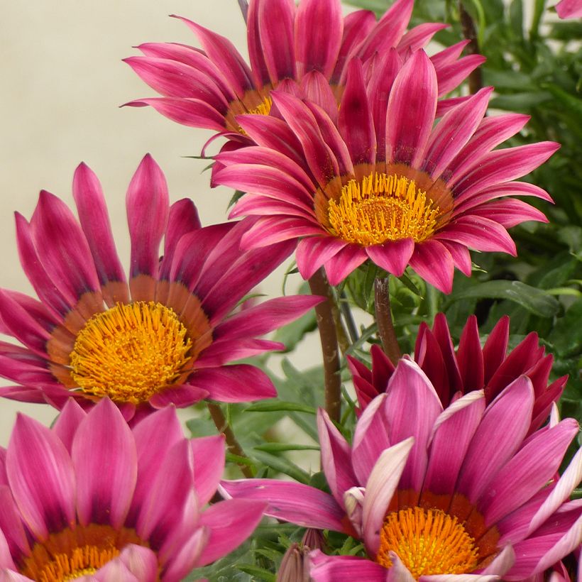 Graines de Gazania Zany F1 Pink (Floraison)