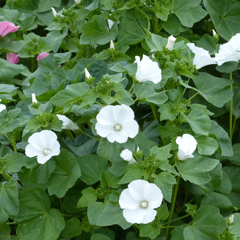 Graines de Lavatère annuelle Mont Blanc BIO - Lavatera trimestris (Floraison)