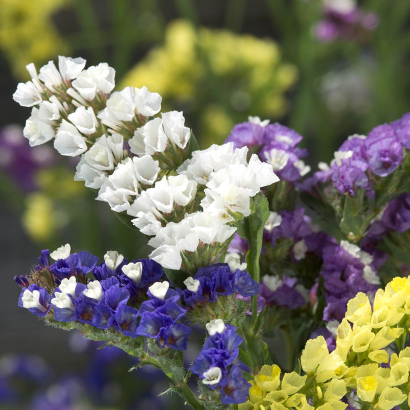 Graines de Limonium sinuatum Forever Mixed - Statice à feuilles sinueuses en mélange (Floraison)