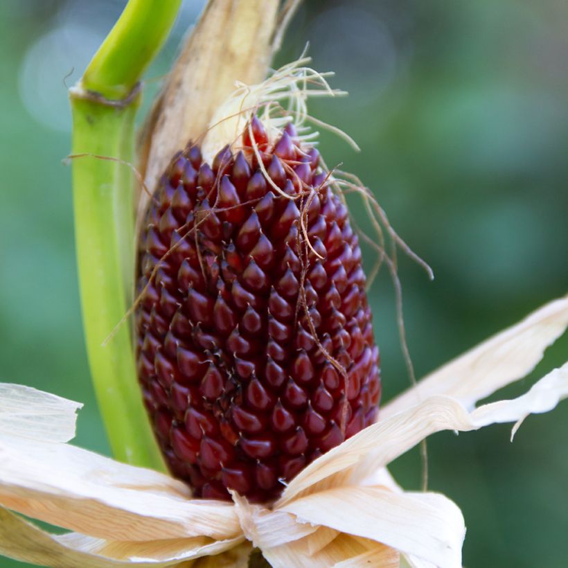 Graines de Maïs d'ornement Fraise - Zea mays (Récolte)