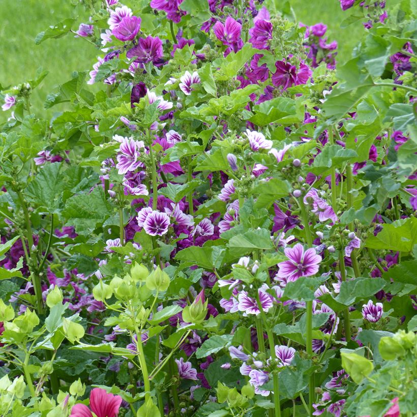 Graines de Malva sylvestris Purple Zebra Mix - Grande Mauve (Port)