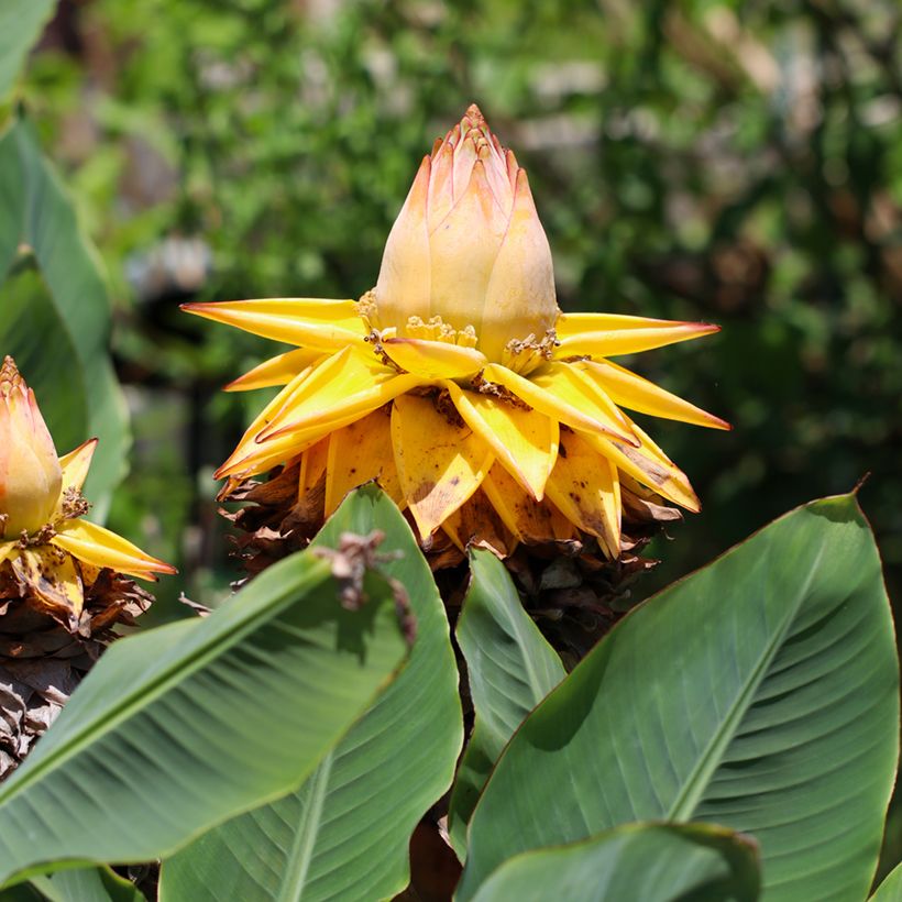 Graines de Musa lasiocarpa - Bananier Nain Chinois (Floraison)