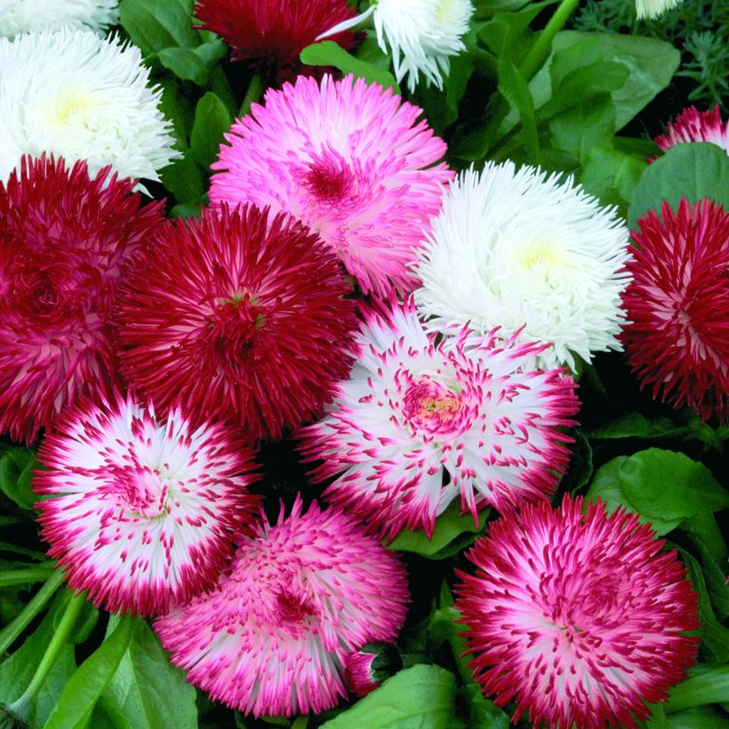 Graines de Pâquerette Habanera Mix (enrobées) - Bellis Perennis (Floraison)