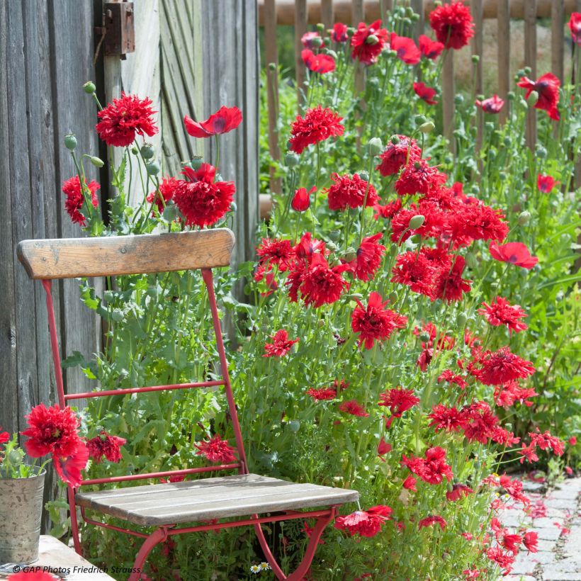 Graines de Pavot annuel Red Peony - Papaver somniferum (Floraison)