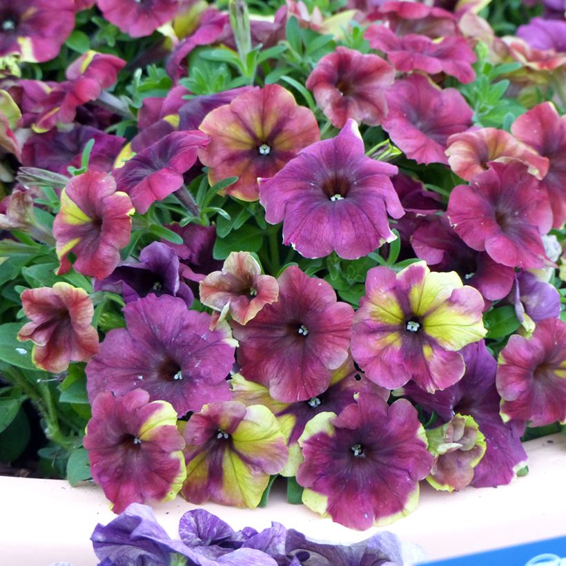 Graines de Pétunia nain Shake Raspberry (enrobées) (Floraison)