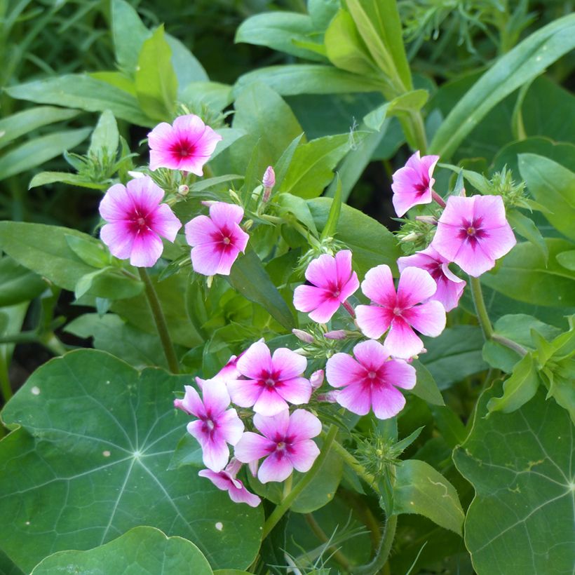 Graines de Phlox annuel Brilliant - Phlox drummondii (Floraison)