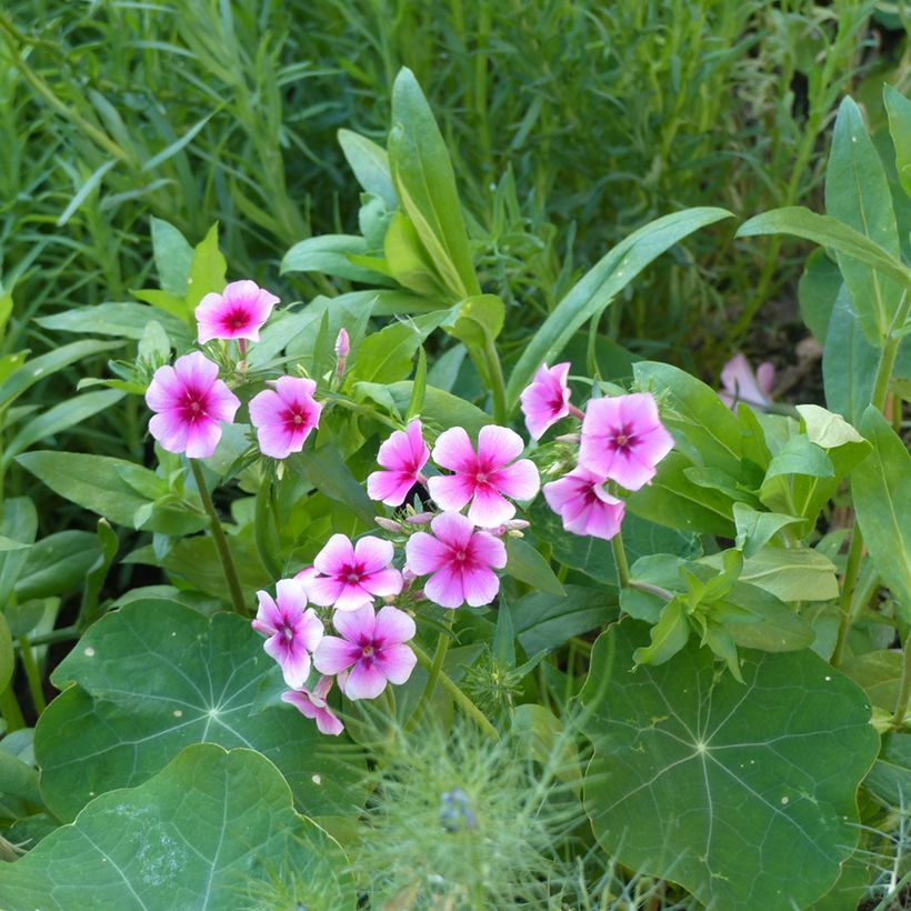 Graines de Phlox annuel Brilliant - Phlox drummondii (Port)